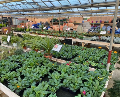 Markham Grange Garden Centre Gallery 10