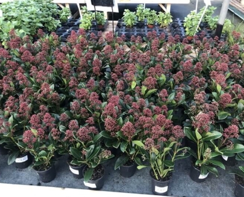 Markham Grange Garden Centre Gallery 12