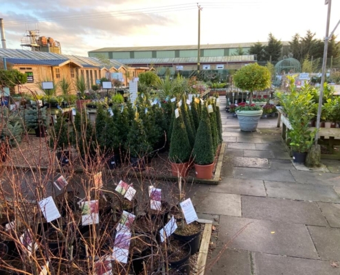 Markham Grange Garden Centre Gallery 3