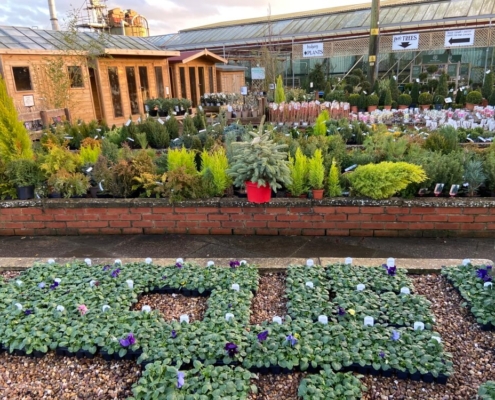 Markham Grange Garden Centre Gallery 6