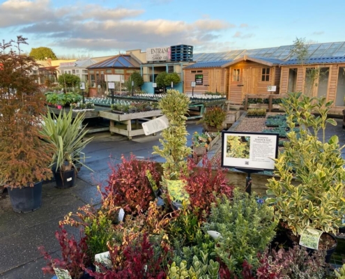 Markham Grange Garden Centre Gallery 7