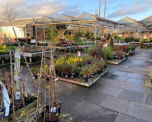 Markham Grange Garden Centre Gallery 9