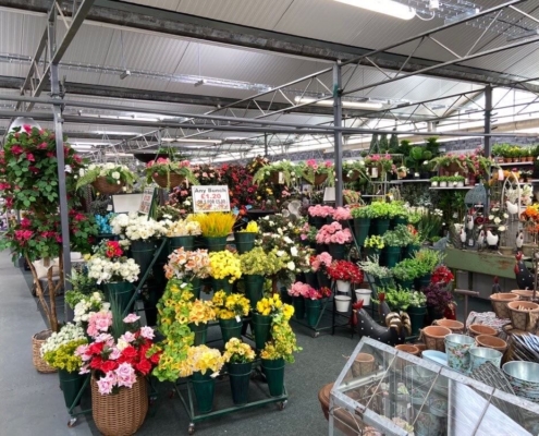 Markham Grange Garden Centre - Indoor Plants