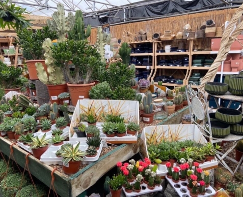 Markham Grange Garden Centre - Indoor Plants