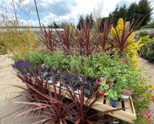 Markham Grange Garden Centre - Outdoor Plants