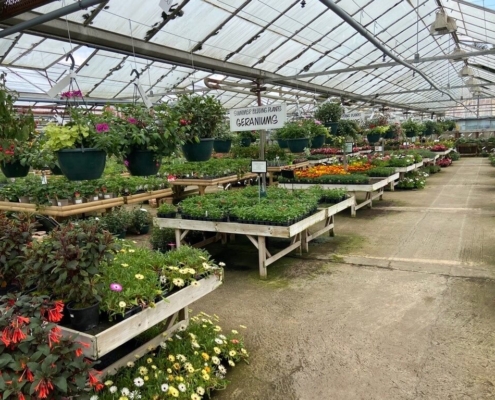 Markham Grange Garden Centre - Bulbs & Seeds