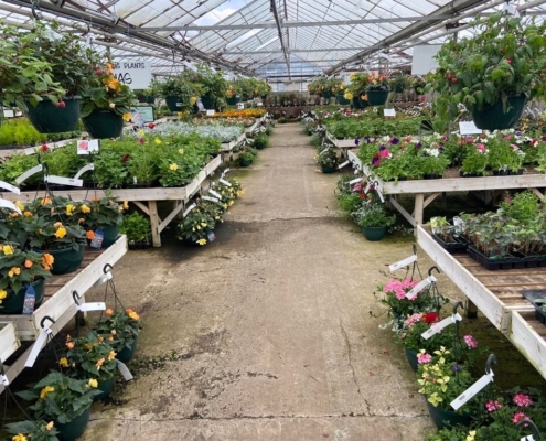 Markham Grange Garden Centre - Bulbs & Seeds