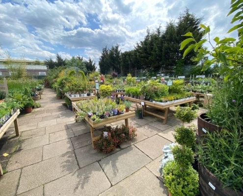 Markham Grange Garden Centre - Outdoor Plants