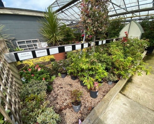 Markham Grange Garden Centre - Seasonal