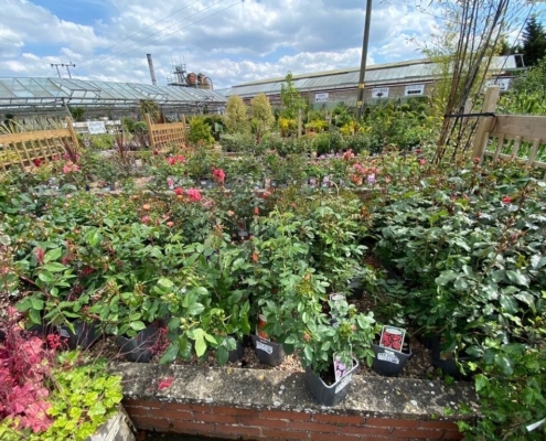 Markham Grange Garden Centre - Outdoor Plants