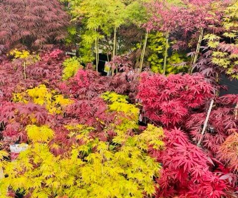 Markham Grange Garden Centre