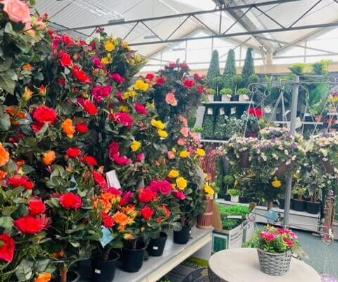 Markham Grange Garden Centre