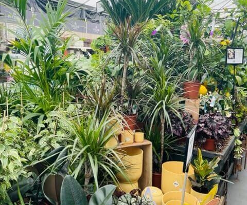 Markham Grange Garden Centre