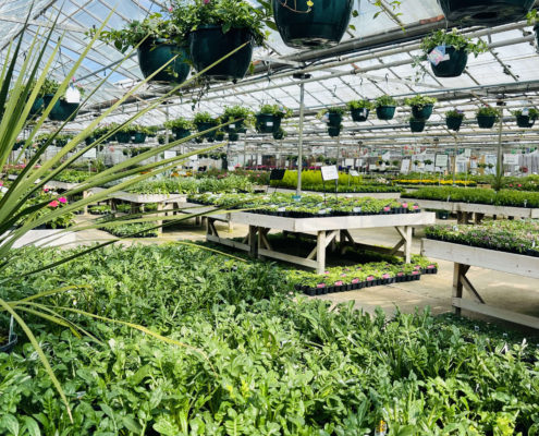 Markham Grange Garden Centre