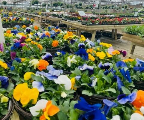 Markham Grange Garden Centre