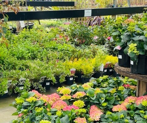 Markham Grange Garden Centre